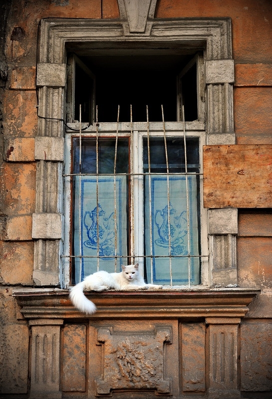 Одесские коты и кошки на своих окошках.