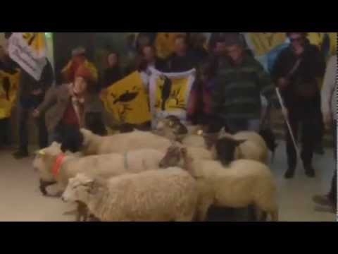 Овцы в ЛУВРе! 