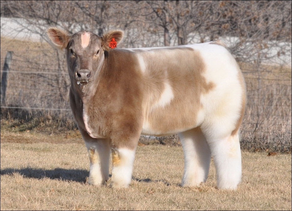 Плюшевые коровы из Айовы (10 фото)