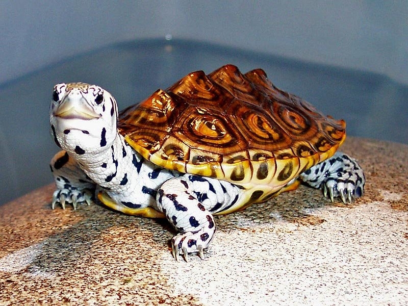 Бугорчатая черепаха
