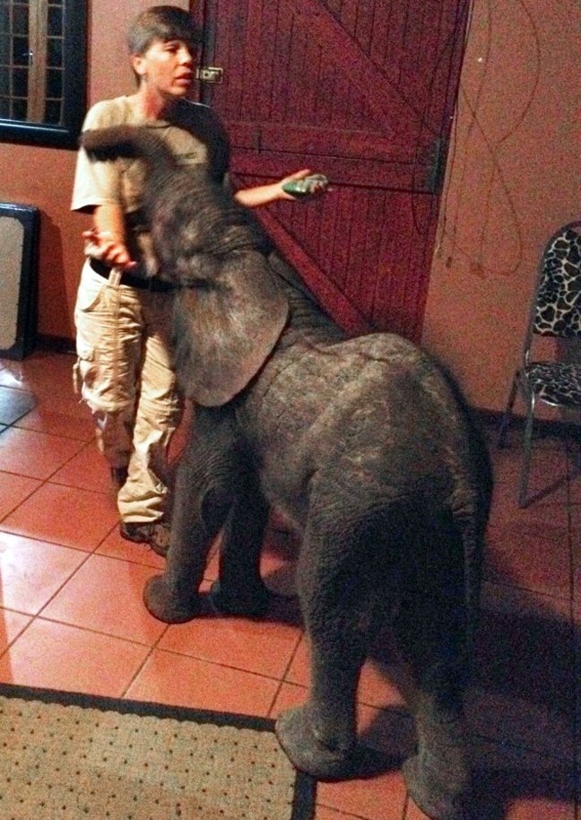 Слоненок ищет маму