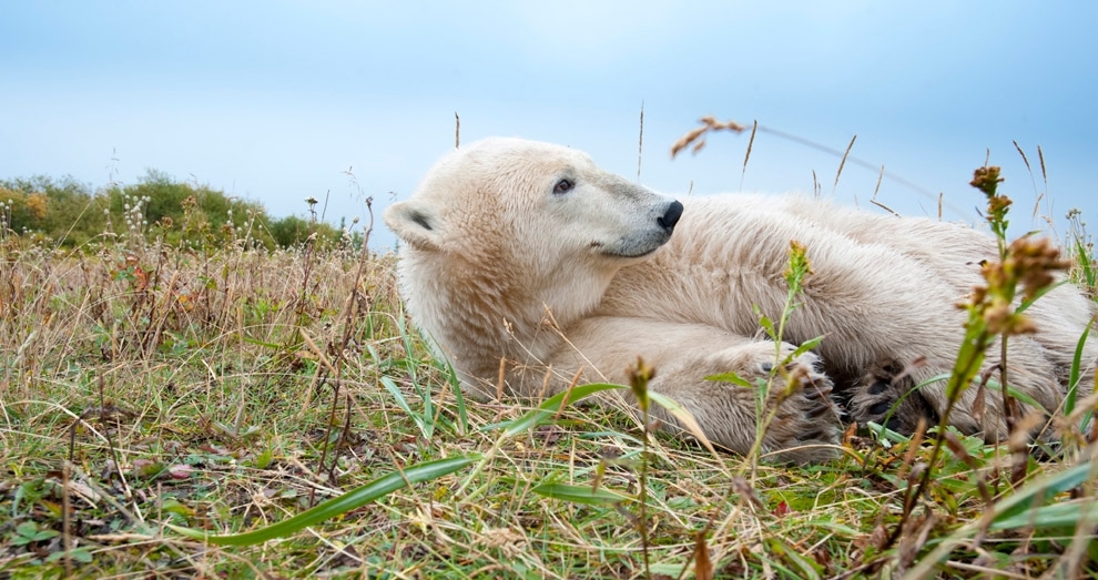 Как скажется глобальное потепление на жизнь белых медведей