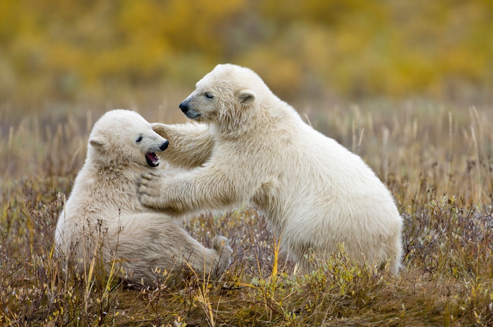 Как скажется глобальное потепление на жизнь белых медведей