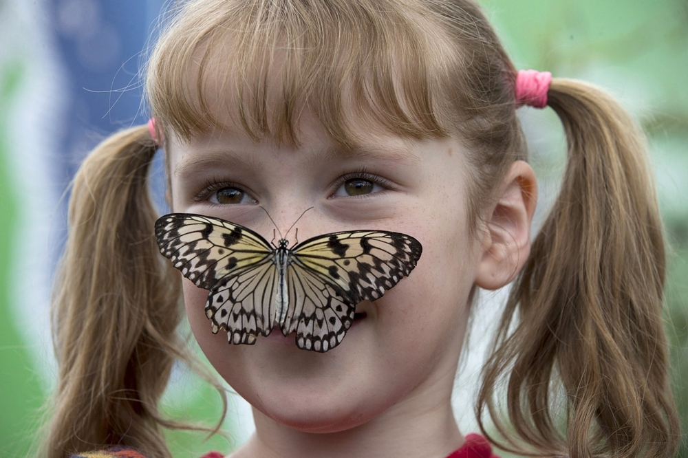 В Лондоне проходит уникальная выставка бабочек