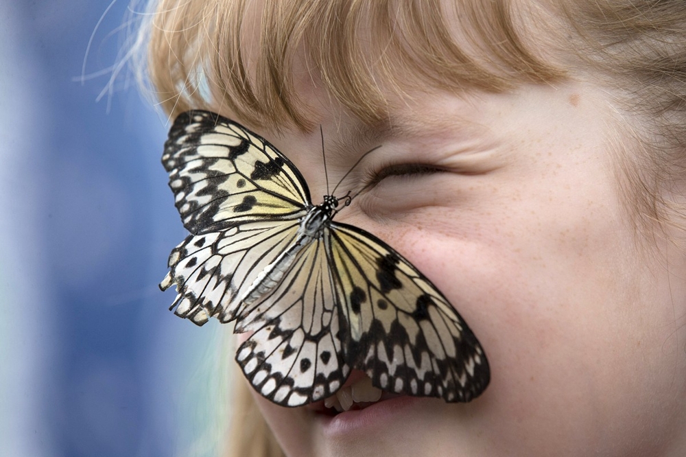 В Лондоне проходит уникальная выставка бабочек