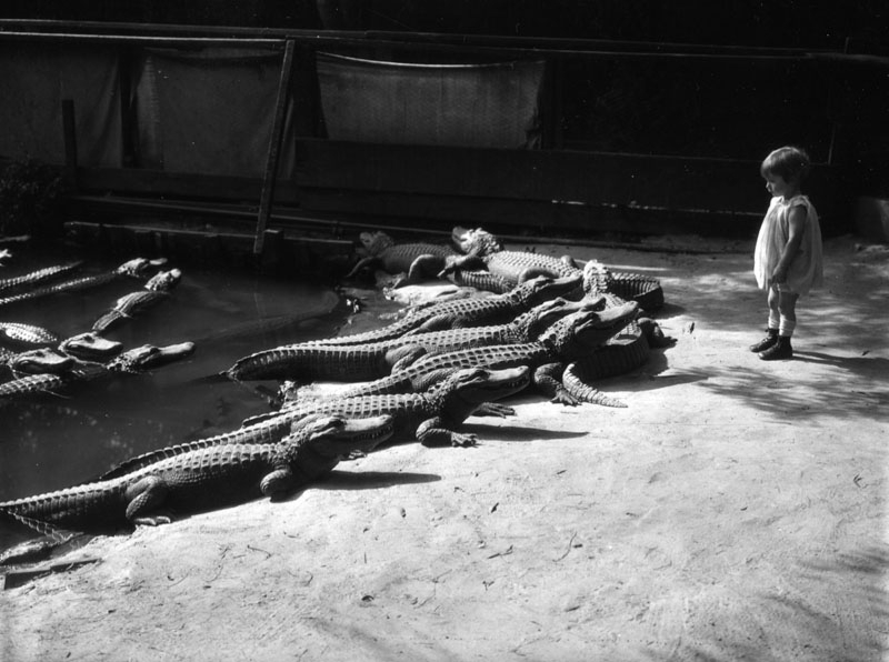 Ферма аллигаторов в Лос-Анджелесе 1920-х годов