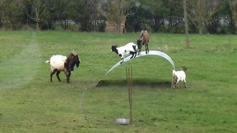 Chèvres en équilibre - goats balancing on a flexible steel ribbon 