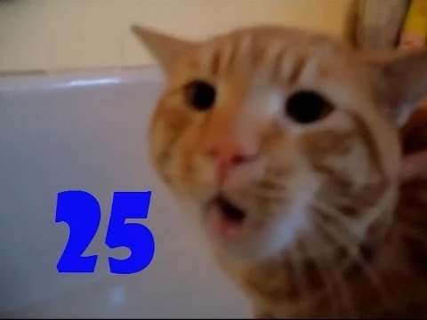 Смешные кошки. Выпуск #24 и Выпуск #25 