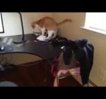 Как отучить кота ходить по столу 