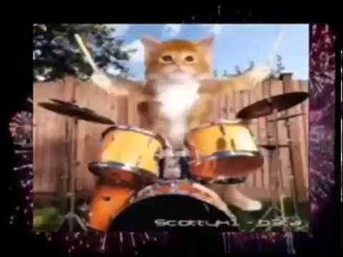кошки поют с новым годом топ -кошка муся в стиральной машине что будет 