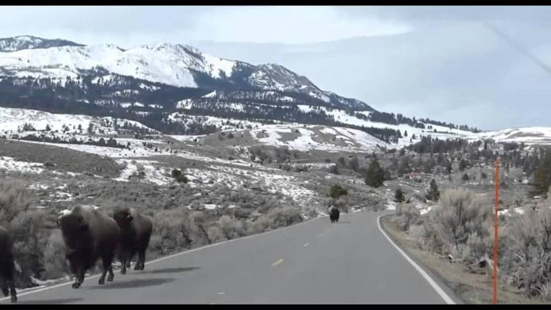 Animals Fleeing From Yellowstone Supervolcano? 