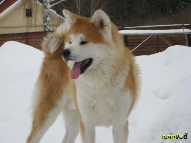 Японская собака акита-ину