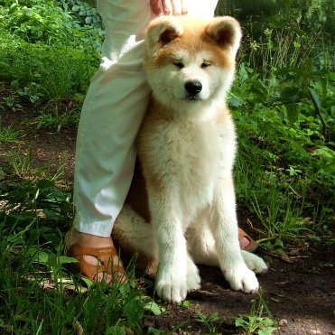 Японская собака акита-ину