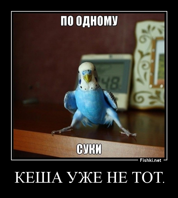 Кеша уже не тот.