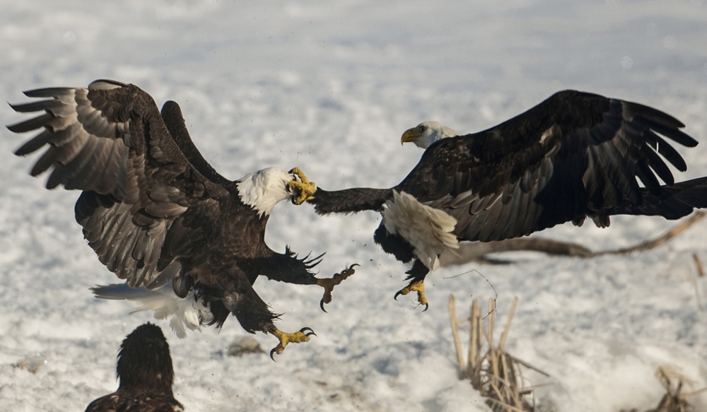 Поединки белоголовых орланов в США