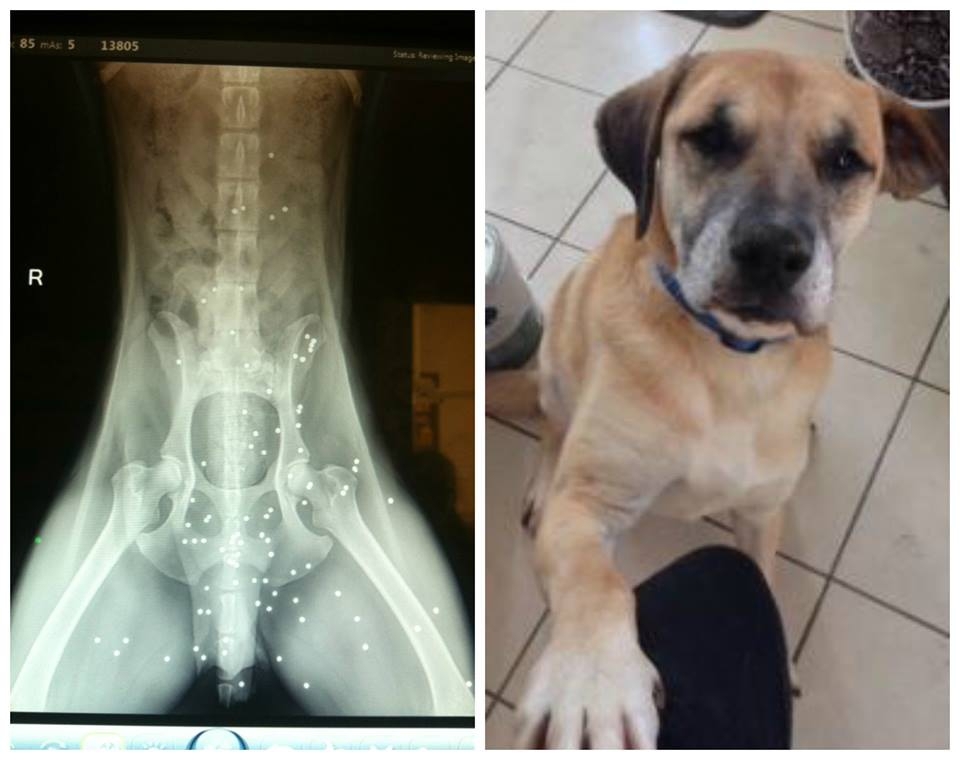Рентгеновский снимок собаки...