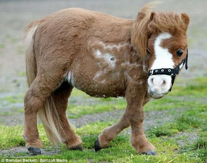 Кода – самая маленькая лошадь
