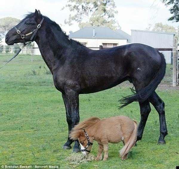 Кода – самая маленькая лошадь