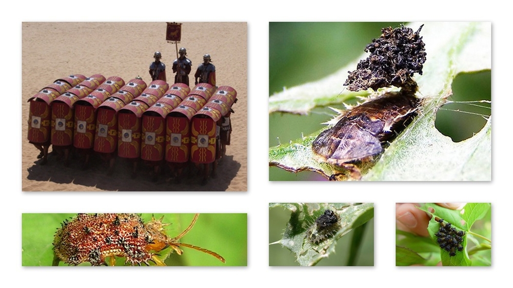 Военные тактики и стратегии насекомых