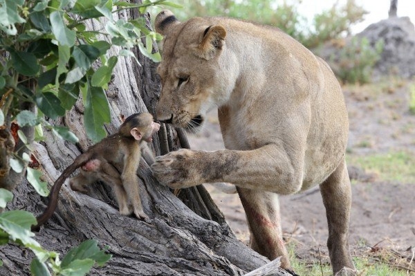 Спасение детёныша бабуина из лап львицы, убившей его маму