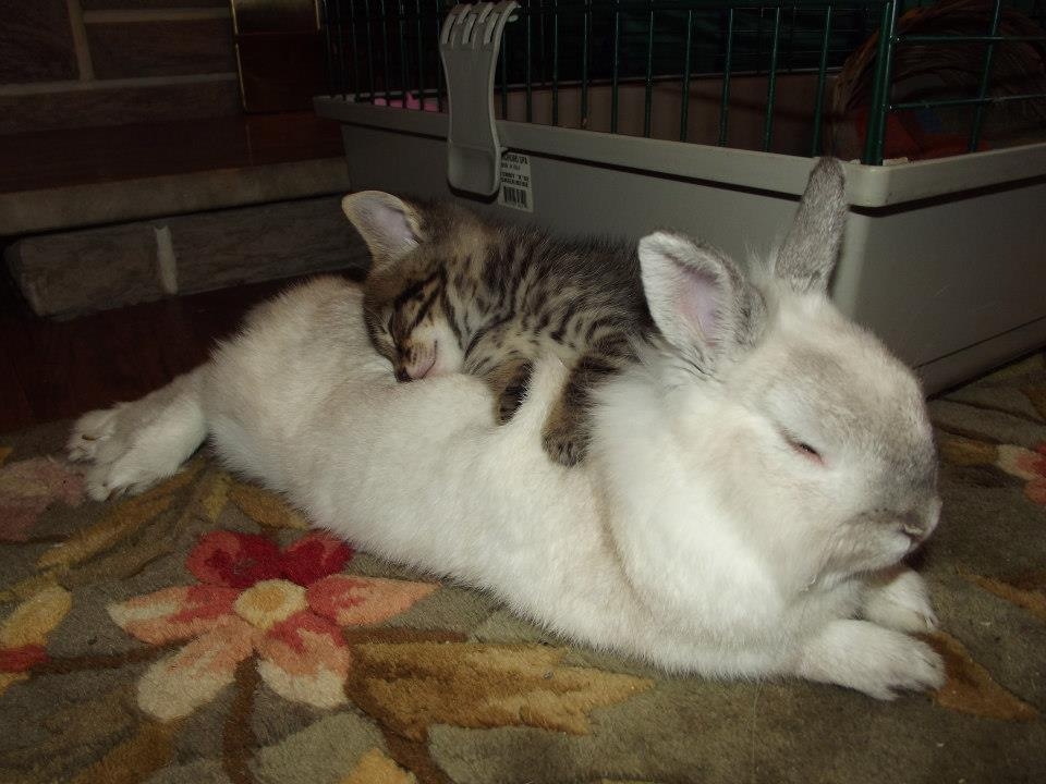 Спящие кролики