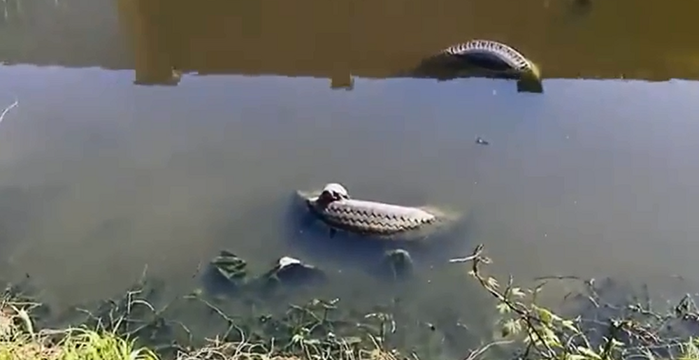 Черепахи живут в луже в Краснодаре
