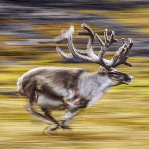 Фото из инстограм National Geographic.