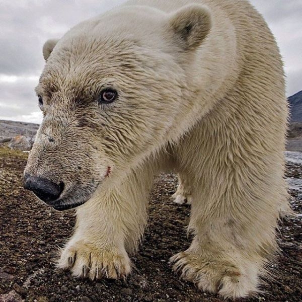 Фото из инстограм National Geographic.