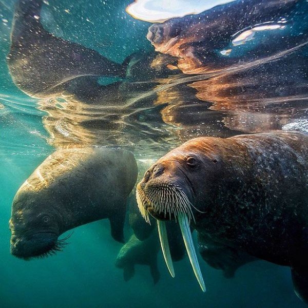 Фото из инстограм National Geographic.