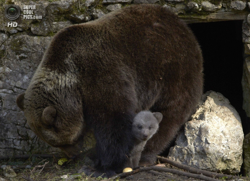 Пополнение в медвежьей семье 