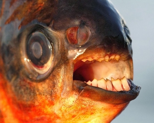 Удивительный рыбы Pacu и Sheepshead с необычными зубами!