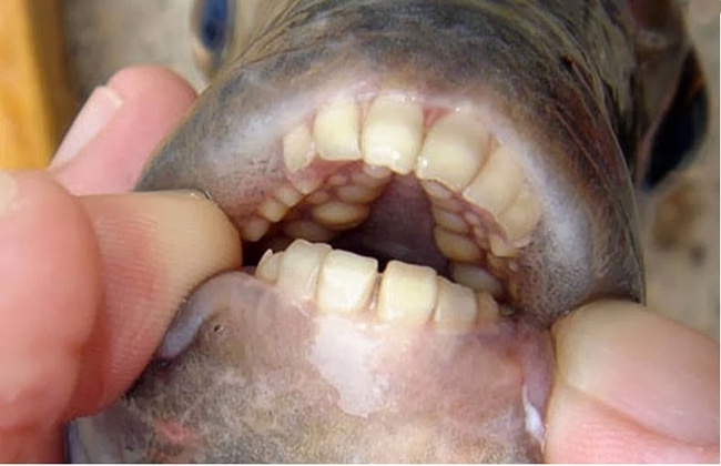 Удивительный рыбы Pacu и Sheepshead с необычными зубами!