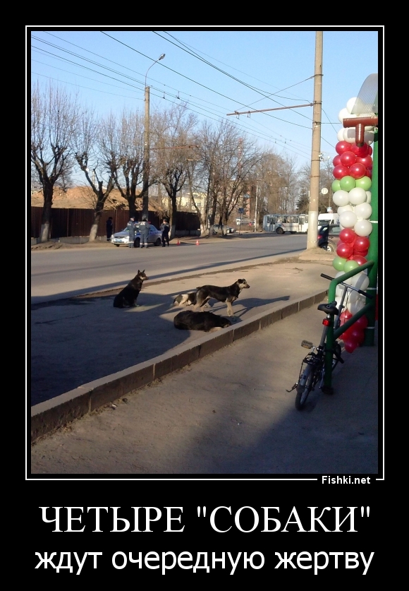 Четыре "собаки"