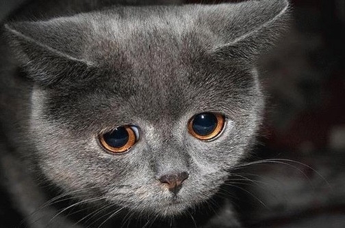 Самые грустные коты 