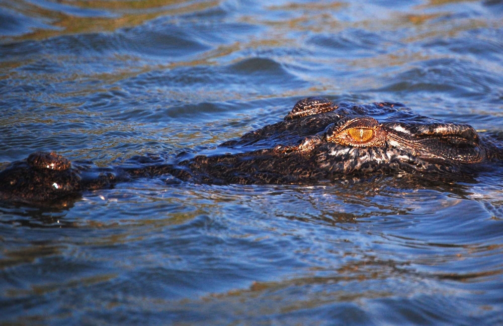 Нападение крокодила – остров Хейвлок, Индия 