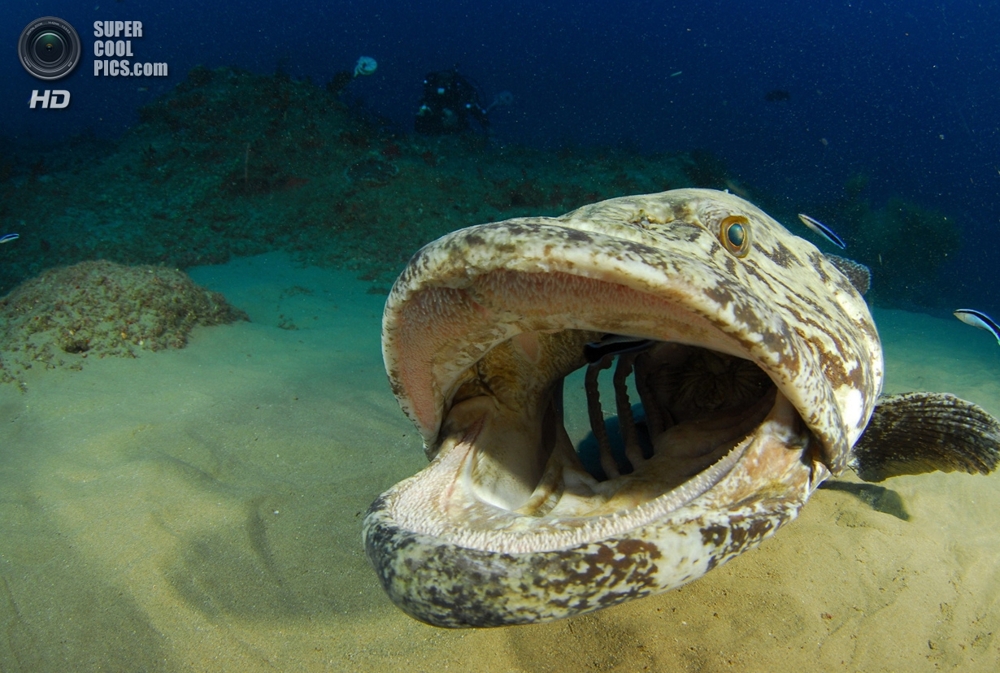 Лучшие работы конкурса подводной фотографии 2014 года 