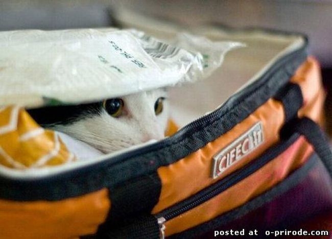 Как умеют прятаться коты