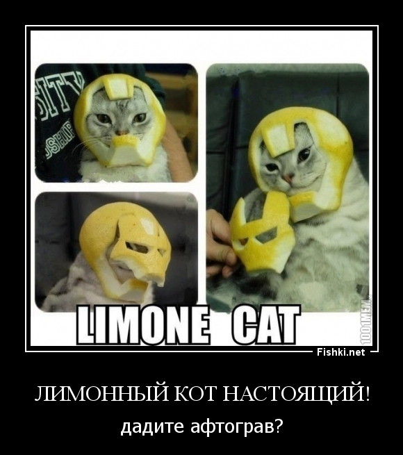 Лимонный кот настоящий!