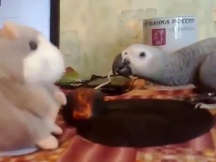 Попугай дерётся с говорящим хомяком