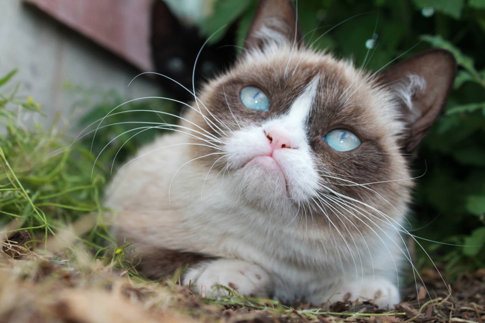  Grumpy Cat- самая серьезная кошка инета!