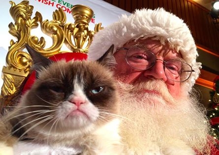  Grumpy Cat- самая серьезная кошка инета!