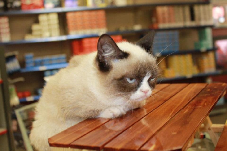  Grumpy Cat- самая серьезная кошка инета!