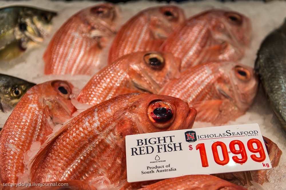 Прогулка по крупнейшему рыбному рынку Южного полушария