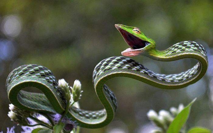 Тонкая зеленая древесная змея
