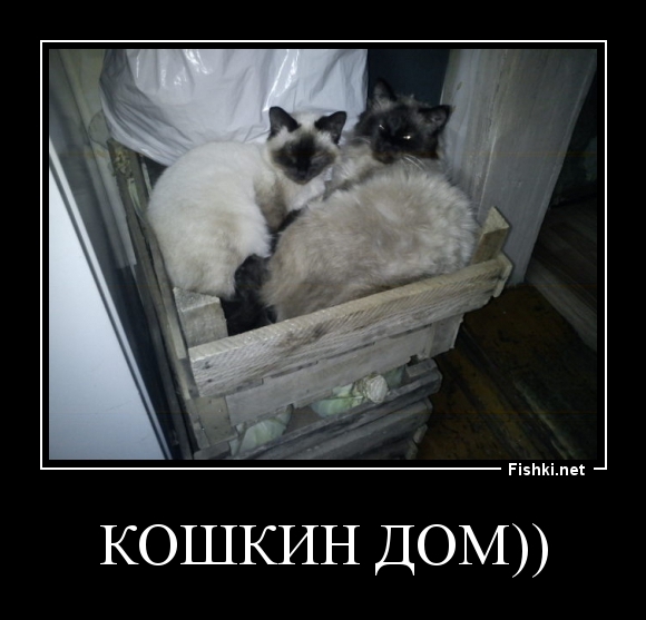 кошкин дом))