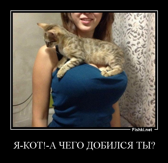 Я-кот!-А чего дoбилcя ты?