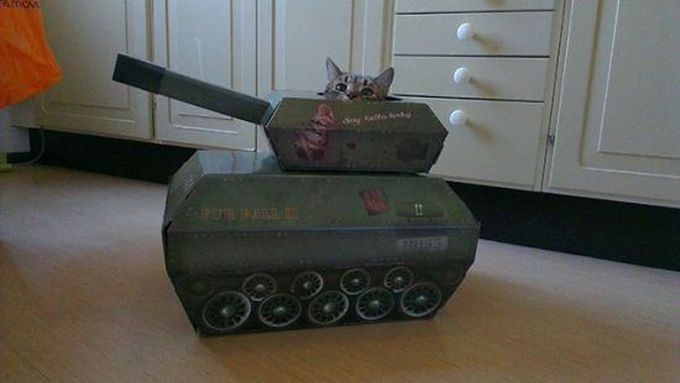 Коты готовятся к бою