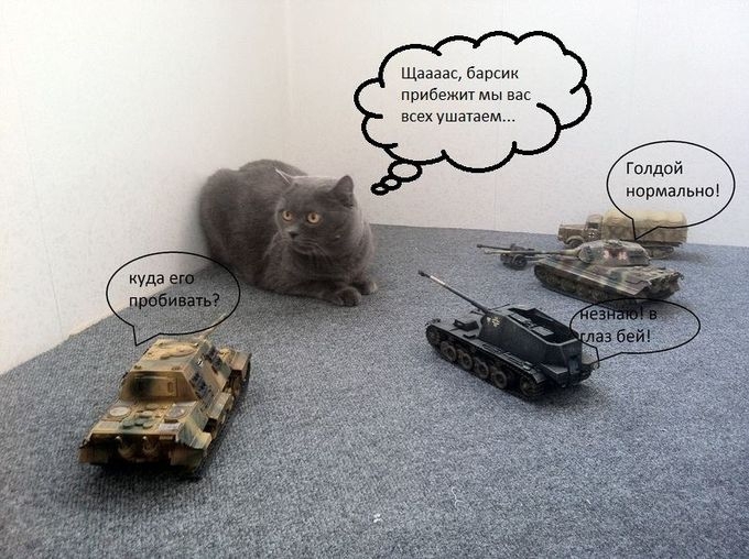 Коты готовятся к бою