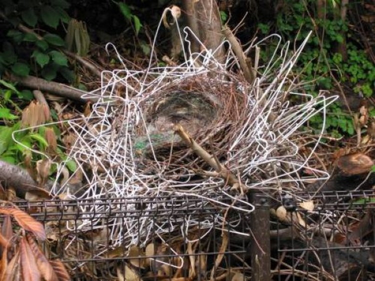 Токийские вороны строят гнезда из вешалок