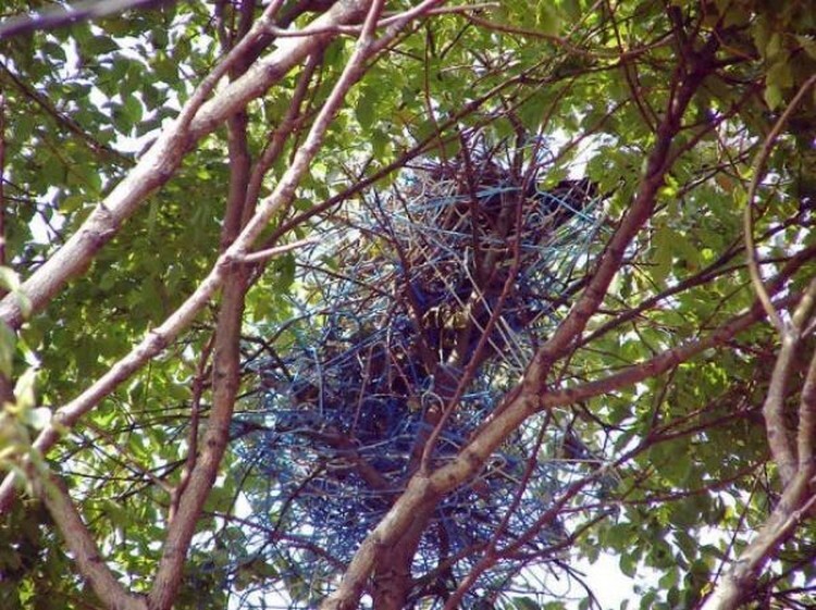 Токийские вороны строят гнезда из вешалок